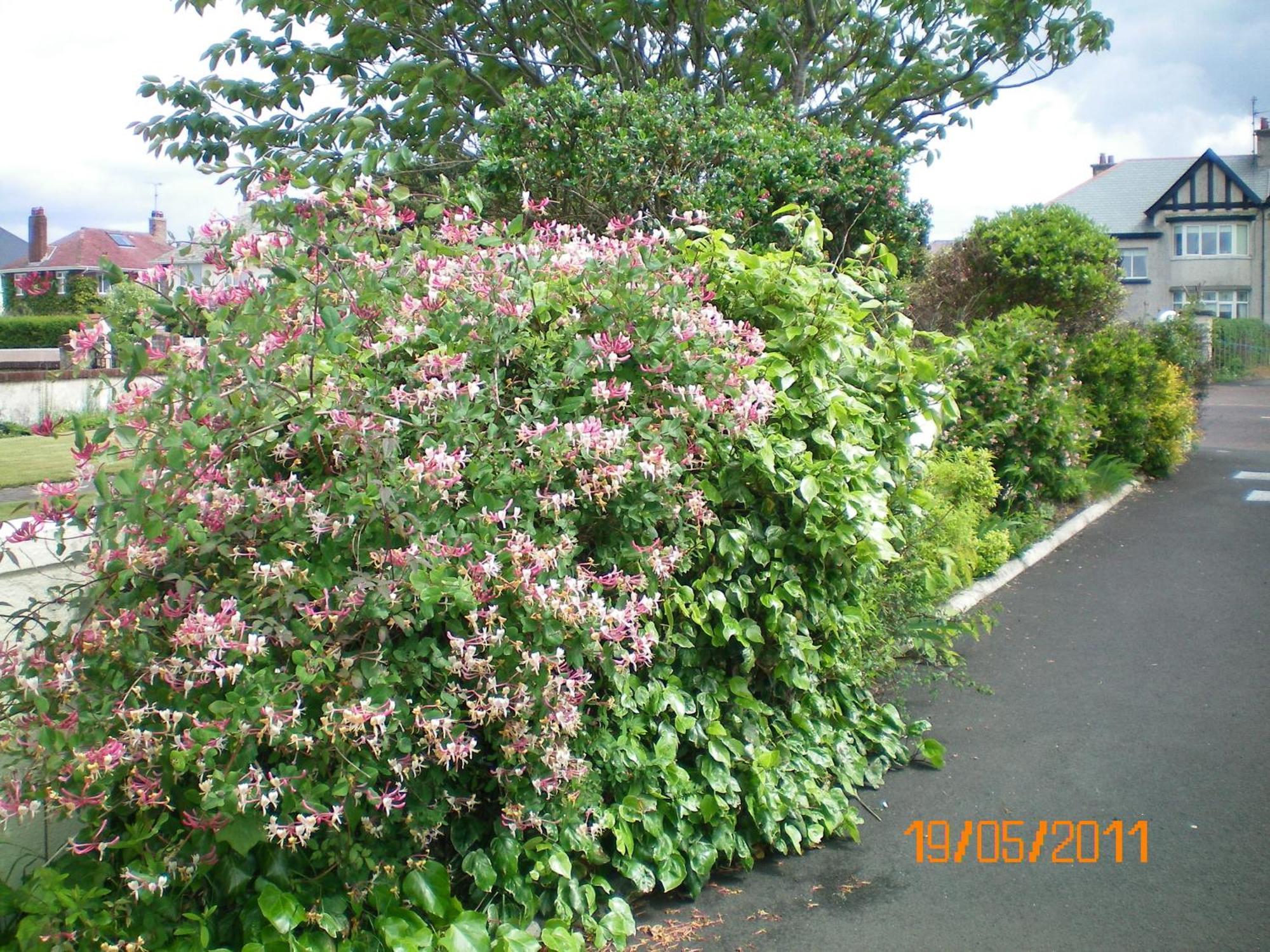 Aaranmore Lodge Guest House Portrush Exterior foto